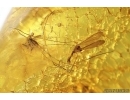 Nice Crane fly Limoniidae. Fossil insect in Baltic amber #13715