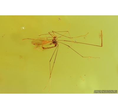 Crane fly Limoniidae. Fossil inclusion in Ukrainian Rovno amber stone #13716R