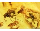 Rare Long-legged fly Dolichopodidae and More. Fossil Inclusions Baltic amber #13718