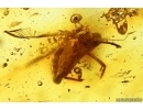 Extremely Rare Mosquito Culicidae Culex. Fossil insect in Ukrainian Rovno amber #13722R