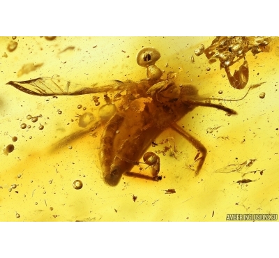 Extremely Rare Mosquito Culicidae Culex. Fossil insect in Ukrainian Rovno amber #13722R