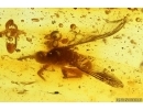 Extremely Rare Mosquito Culicidae Culex. Fossil insect in Ukrainian Rovno amber #13722R