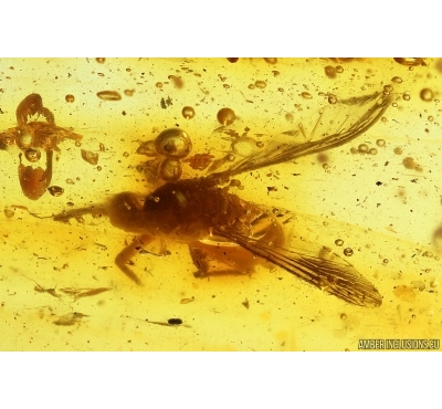 Extremely Rare Mosquito Culicidae Culex. Fossil insect in Ukrainian Rovno amber #13722R