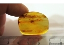 Extremely Rare Mosquito Culicidae Culex. Fossil insect in Ukrainian Rovno amber #13722R