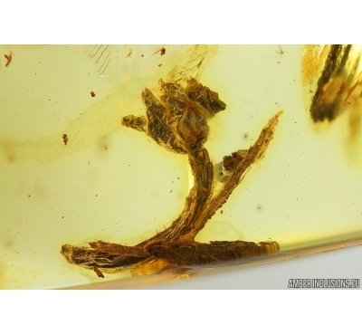 Nice Flower, Plant. Fossil Inclusion in Ukrainian Rovno amber #13728R