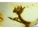 Nice Flower, Plant. Fossil Inclusion in Ukrainian Rovno amber #13728R