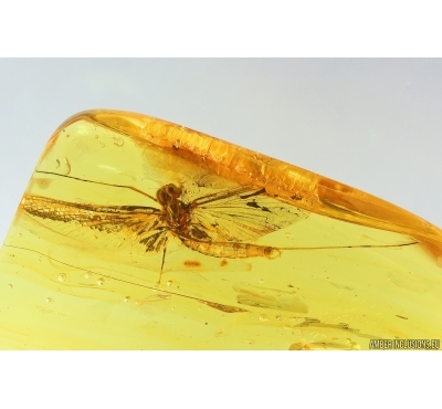 Nice big 33mm Mayfly Ephemeroptera ?Heptageniidae. Fossil insect in Ukrainian amber stone #13730R