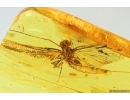 Nice big 33mm Mayfly Ephemeroptera ?Heptageniidae. Fossil insect in Ukrainian amber stone #13730R