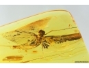 Nice big 33mm Mayfly Ephemeroptera ?Heptageniidae. Fossil insect in Ukrainian amber stone #13730R