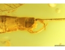 Nice big 33mm Mayfly Ephemeroptera ?Heptageniidae. Fossil insect in Ukrainian amber stone #13730R