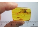 Nice big 33mm Mayfly Ephemeroptera ?Heptageniidae. Fossil insect in Ukrainian amber stone #13730R