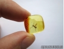 HYMENOPTERA, RARE WASP DRYINIDAE in BALTIC AMBER #4174