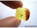 HYMENOPTERA, RARE WASP DRYINIDAE in BALTIC AMBER #4174