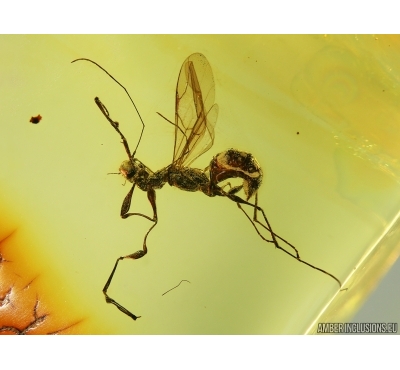 HYMENOPTERA, RARE WASP DRYINIDAE in BALTIC AMBER #4174