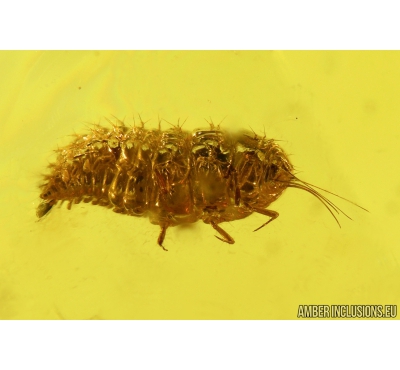 PLANIPENNIA, Mantispoidea, Sisyridae, LACEWING LARVAE, NEUROPTERA in Baltic amber #4198