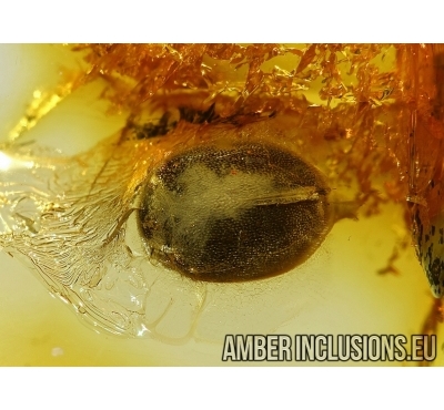 Nice Marsh beetle Scirtidae in Baltic amber #4479