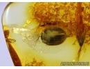 Nice Marsh beetle Scirtidae in Baltic amber #4479