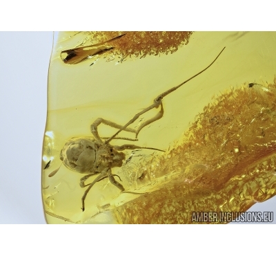  RARE HARVESTMAN OPILIONES: PHALANGIIDAE: STEPHANOBUNUS in Baltic amber #4840