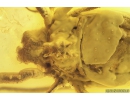  RARE HARVESTMAN OPILIONES: PHALANGIIDAE: STEPHANOBUNUS in Baltic amber #4840