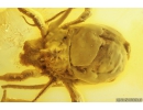  RARE HARVESTMAN OPILIONES: PHALANGIIDAE: STEPHANOBUNUS in Baltic amber #4840