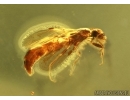 Sand Wasp, Crabronidae. Fossil inclusion in Baltic amber #5047