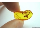 Very rare Flower in Baltic amber #5105