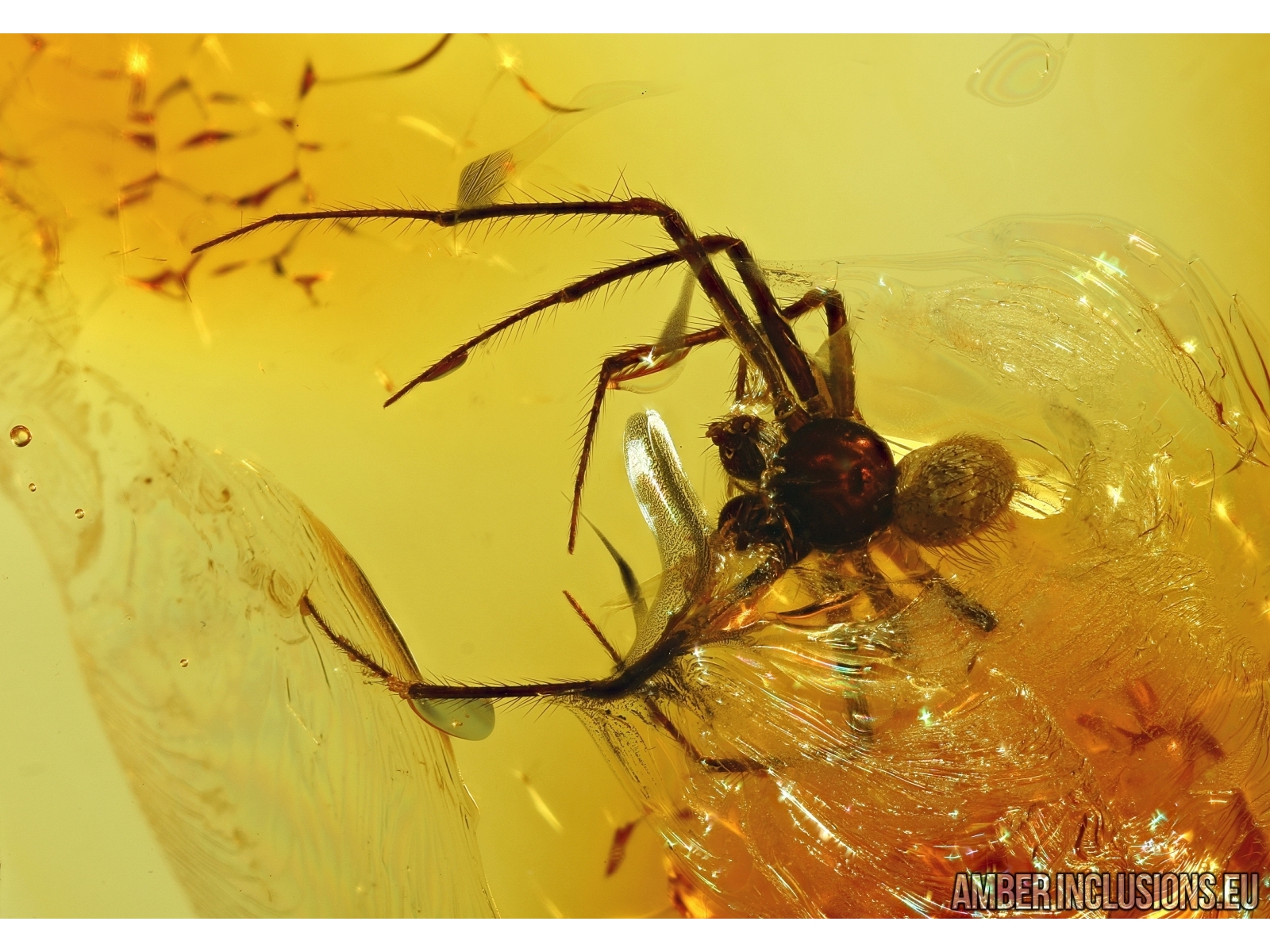 Araneae, Spider and Fly. Fossil inclusions in Baltic amber #5448 |  