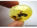 Rare Beetle larva Coleoptera and Wasp Hymenoptera. Fossil inclusions In BALTIC AMBER #5763