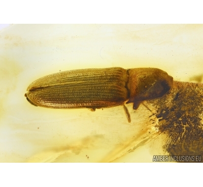 Elateridae, Click beetle. Fossil inclusion in Baltic amber #5906