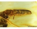 Elateridae, Click beetle. Fossil inclusion in Baltic amber #5906