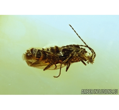 Nice Soldier Beetle Cantharidae. Fossil insect in Baltic amber #5941