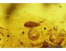 Five Rare Beetle larvae, Probably Coccinellidae, Spider Araneae, Bug Heteroptera and More. Fossil insects in Baltic amber #6524