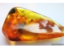 Cricket, Orthoptera. Fossil insect in Baltic amber stone #7279