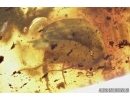 Nice Tumbling Flower Beetle Mordellidae: Variimorda. Fossil insect in Baltic amber #7586