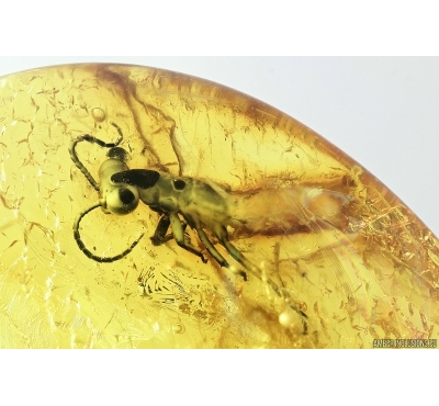 Rare Gladiator, Mantophasmatodea. Fosill inclusion in Baltic amber #7632