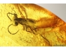 Rare Gladiator, Mantophasmatodea. Fosill inclusion in Baltic amber #7632