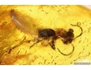 Rare Gladiator, Mantophasmatodea. Fosill inclusion in Baltic amber #7632