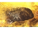 Rare Gladiator, Mantophasmatodea. Fosill inclusion in Baltic amber #7632