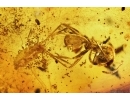 Ant Hymenoptera and Unknown Larva. Fossil inclusions Baltic amber 7896