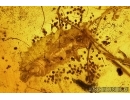 Ant Hymenoptera and Unknown Larva. Fossil inclusions Baltic amber 7896