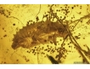 Ant Hymenoptera and Unknown Larva. Fossil inclusions Baltic amber 7896