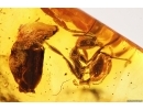 Ant Hymenoptera and Unknown Larva. Fossil inclusions Baltic amber 7896