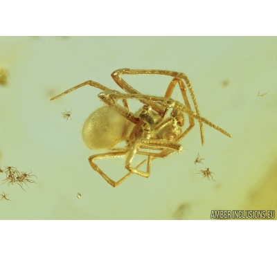 Comb-footed spider Theridiidae. Fossil inclusion in Baltic amber #8387