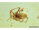 Comb-footed spider Theridiidae. Fossil inclusion in Baltic amber #8387