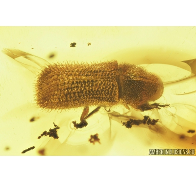 Curculionidae, Scolytinae, Bark Beetle. Fossil insect in Baltic amber #8524