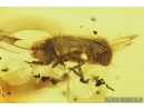 Curculionidae, Scolytinae, Bark Beetle. Fossil insect in Baltic amber #8524