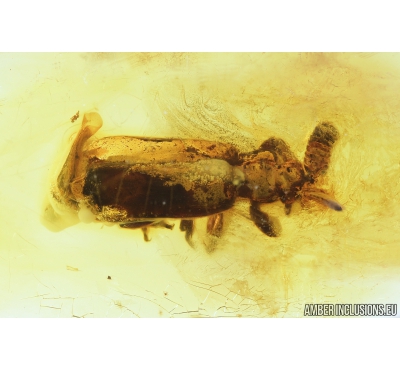 Rare Ant Nest Beetle Carabidae: Paussinae. Fossil insect in Baltic amber #8603