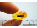 Rare Ant Nest Beetle Carabidae: Paussinae. Fossil insect in Baltic amber #8603