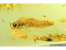 Anisopodidae, Wood gnat pupa. Fossil insect in Baltic amber #8883