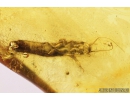 Rare Aquatic Larva Marsh Beetle and Spider Araneae. Fossil inclusions in Baltic amber #8928